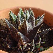 A photo of Haworthia reticulata var. reticulata