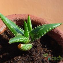 Una foto de Aloe jucunda