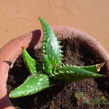 Una foto de Aloe jucunda