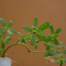 A photo of Portulaca oleracea