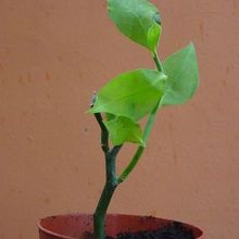 A photo of Euphorbia tithymaloides