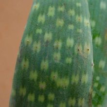 Una foto de Aloe hereroensis  