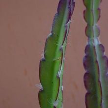 A photo of Lepismium cruciforme