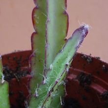 A photo of Lepismium cruciforme
