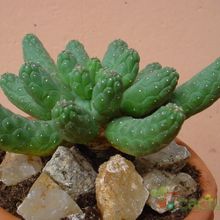 A photo of Euphorbia gorgonis  