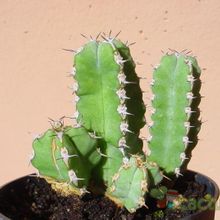 Una foto de Euphorbia makallensis