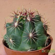 Una foto de Thelocactus bicolor ssp. schwarzii