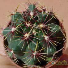 Una foto de Thelocactus bicolor ssp. schwarzii