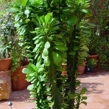 A photo of Euphorbia undulatifolia