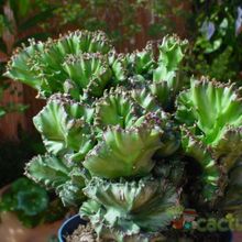 Una foto de Euphorbia lactea fma. crestada variegada