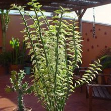 Una foto de Euphorbia tithymaloides