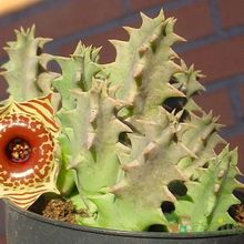 Una foto de Huernia zebrina