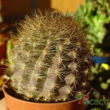A photo of Eriosyce villosa