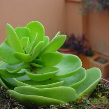 A photo of Portulaca molokiniensis