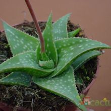 Una foto de Aloe cv. Cha-cha (Aloe jucunda x Aloe descoingsii) x (Aloe parvula x Aloe boiteaui)