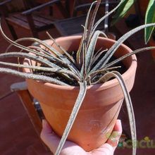 Una foto de Aloe bellatula  