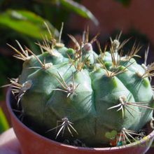 A photo of Gymnocalycium eurypleurum