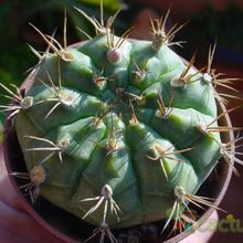 A photo of Gymnocalycium eurypleurum