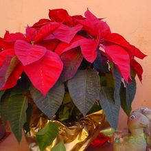 Una foto de Euphorbia pulcherrima