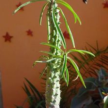 Una foto de Euphorbia clava
