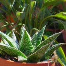 A photo of Gasteraloe Flow