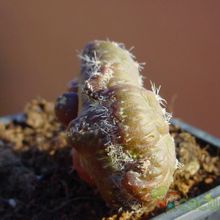 A photo of Echinopsis cv. CHOCOLATE fma. mostruosa