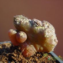 A photo of Echinopsis cv. CHOCOLATE fma. mostruosa