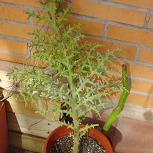 Una foto de Euphorbia stenoclada