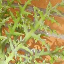 Una foto de Euphorbia stenoclada