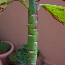 A photo of Euphorbia bicompacta var. rubra