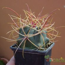 A photo of Ferocactus cylindraceus subsp. eastwoodiae