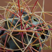 A photo of Ferocactus cylindraceus subsp. eastwoodiae