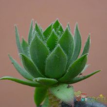 A photo of Sempervivum montanum subsp. stiriacum