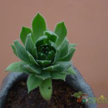 A photo of Sempervivum montanum subsp. stiriacum