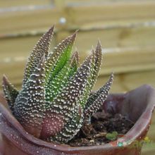 Una foto de Haworthia attenuata var. radula