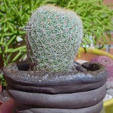 Una foto de Coryphantha werdermannii