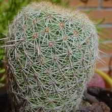 Una foto de Coryphantha werdermannii