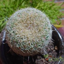 Una foto de Coryphantha werdermannii