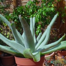 A photo of Cotyledon cv. octopus