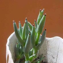 A photo of Trichodiadema mirabile  