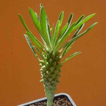 Una foto de Euphorbia clandestina