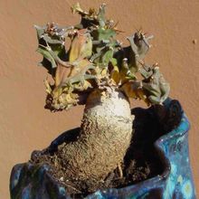 Una foto de Euphorbia groenewaldii  