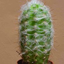 A photo of Oreocereus celsianus
