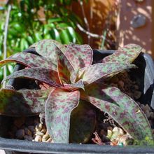 A photo of Crassula alba