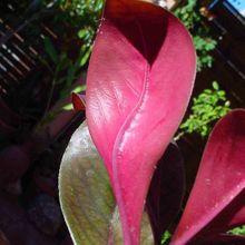 Una foto de Euphorbia bicompacta var. rubra