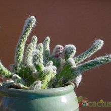 Una foto de Austrocylindropuntia vestita fma. crestada
