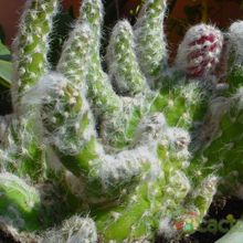 Una foto de Austrocylindropuntia vestita fma. crestada
