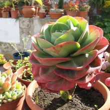 Una foto de Echeveria X imbricata (E. secunda x E. gibbiflora) (Hibrido)