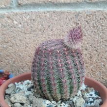 Una foto de Echinocereus rigidissimus ssp. rubispinus