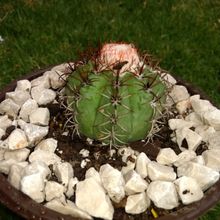 A photo of Melocactus matanzanus